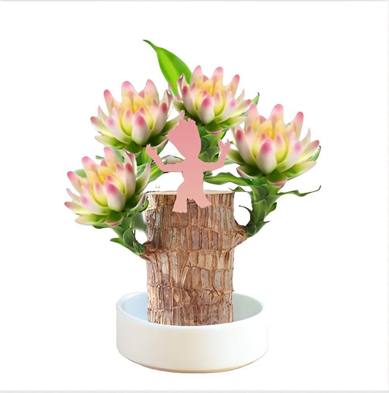 Brazilian Lucky Tree, with Doll and Plastic Tray, Easy to Grow Indoors